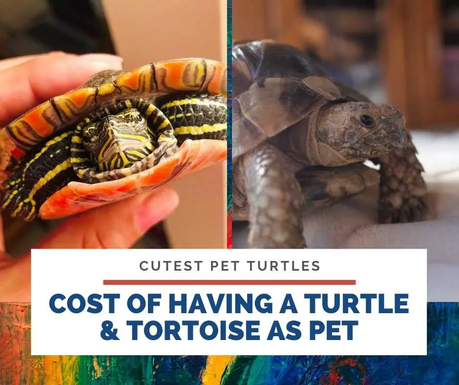 Cost Of Having A Turtle & Tortoise As Pet