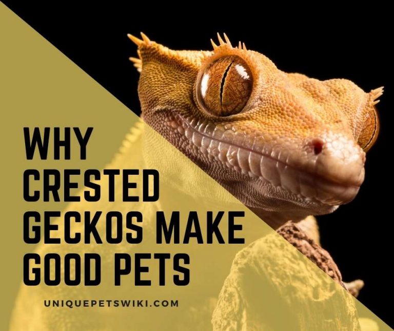 12 Indisputable Reasons Why Crested Geckos Make Good Pets