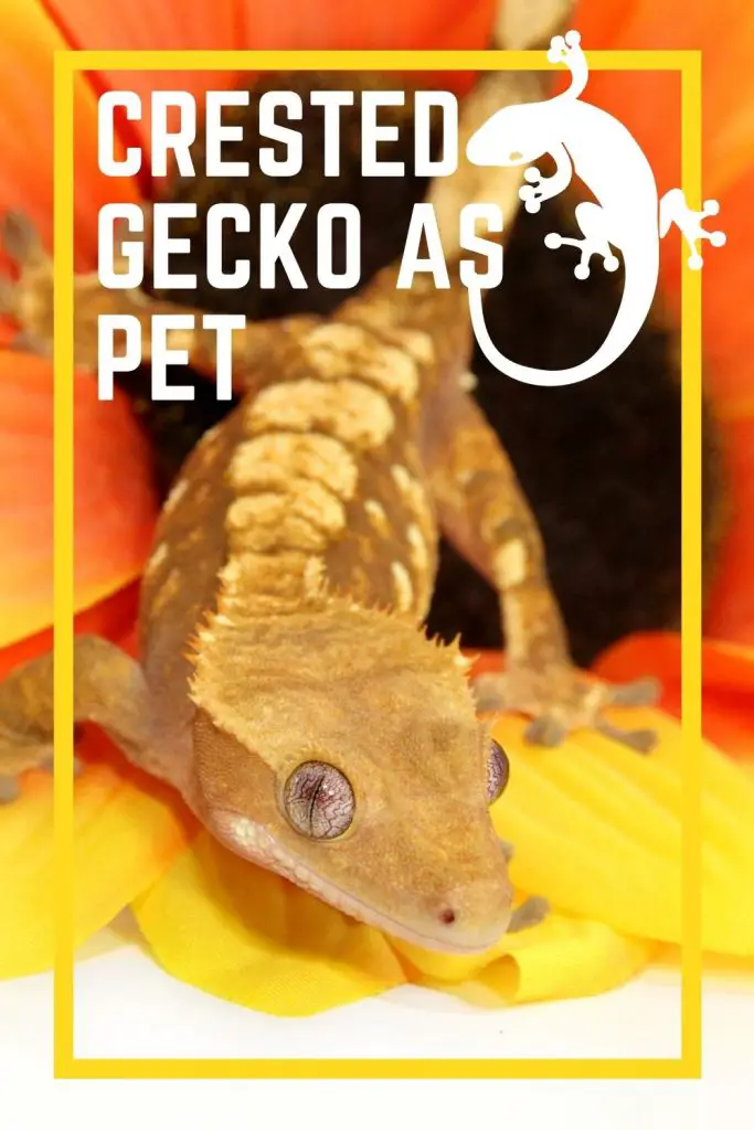 Crested Gecko As Good Pet Pinterest Pin