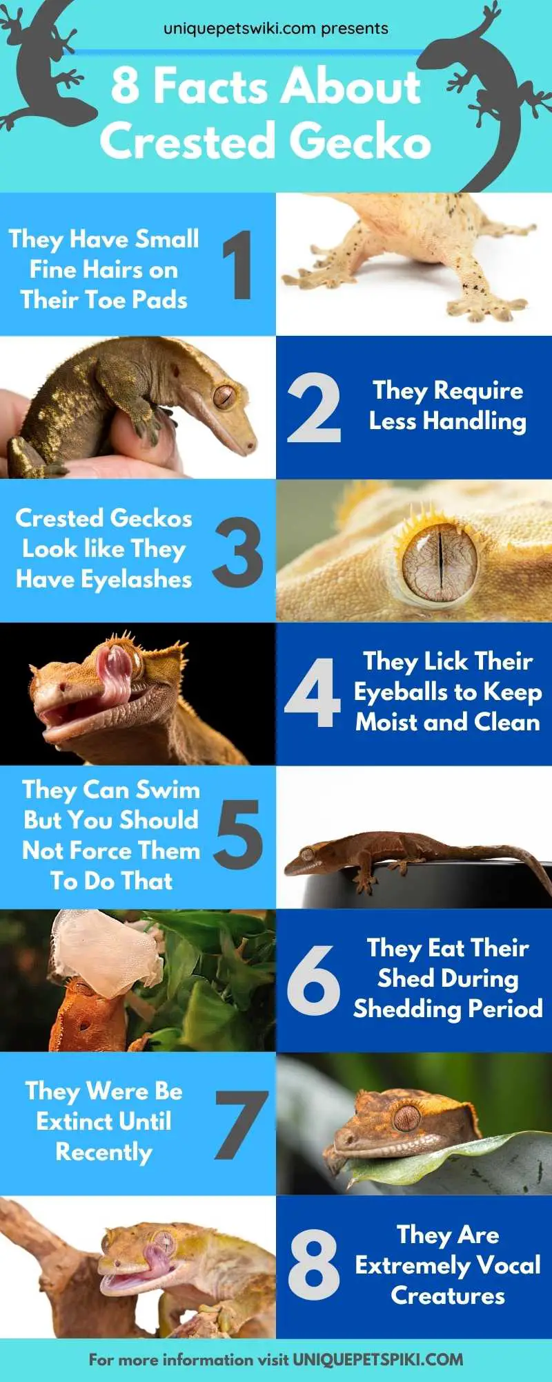 Crested Gecko Facts Infographics