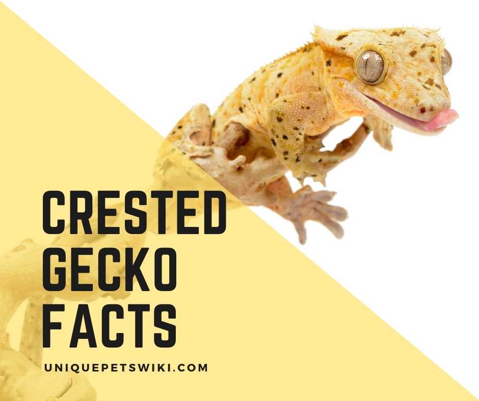 crested-gecko-facts
