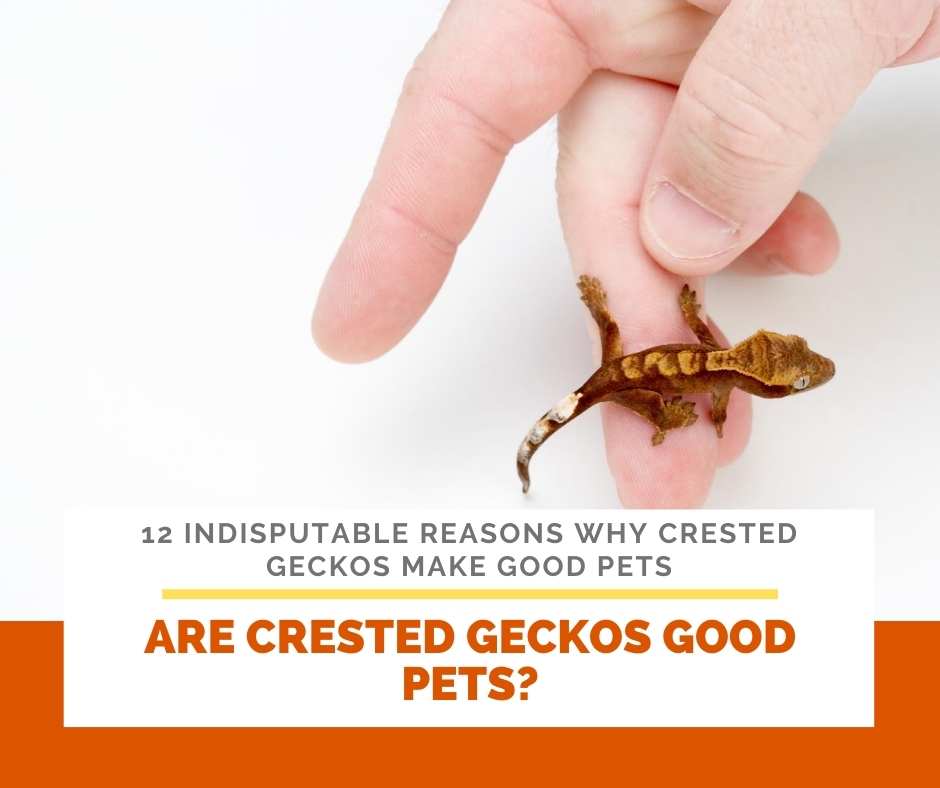 Are Crested Geckos Good Pets?