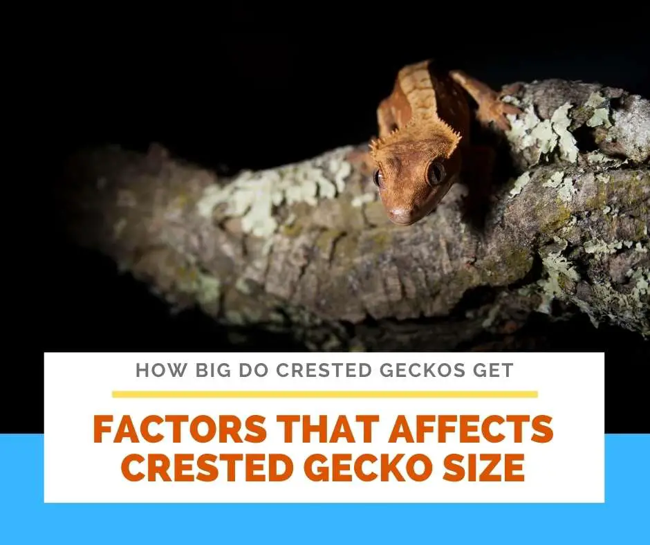 Factors That Affects Crested Gecko Size