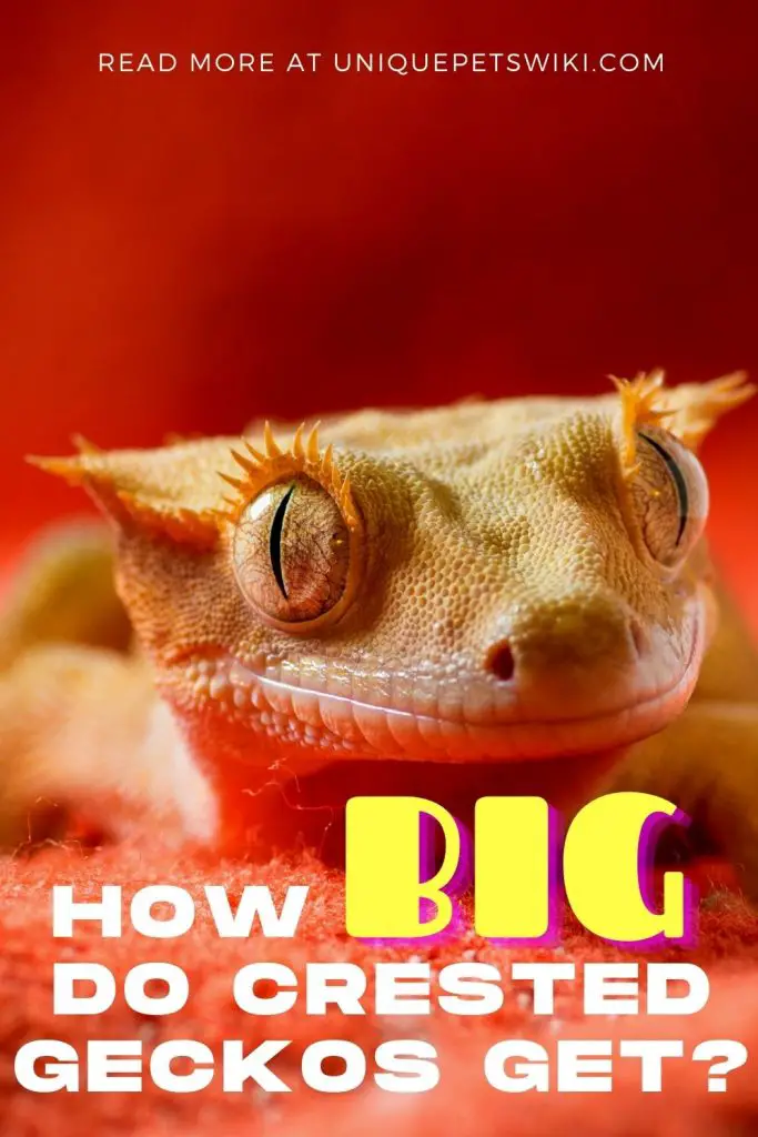 Crested Gecko Growth Pinterest Pin