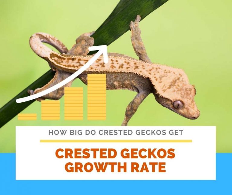 How Big Do Crested Geckos Get? 8 factors affecting their growth