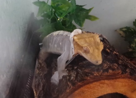 Crested Gecko Shedding