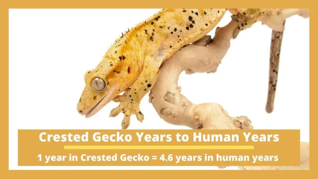 Crested Gecko Years to Human Years