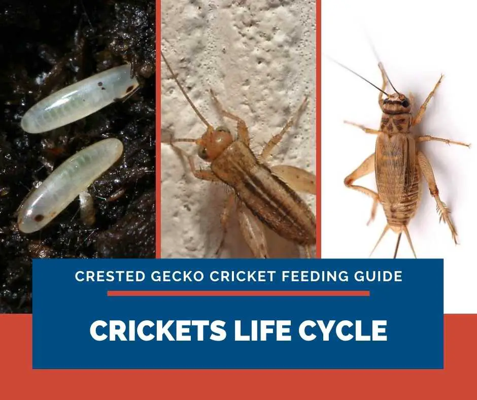 Crickets Life Cycle