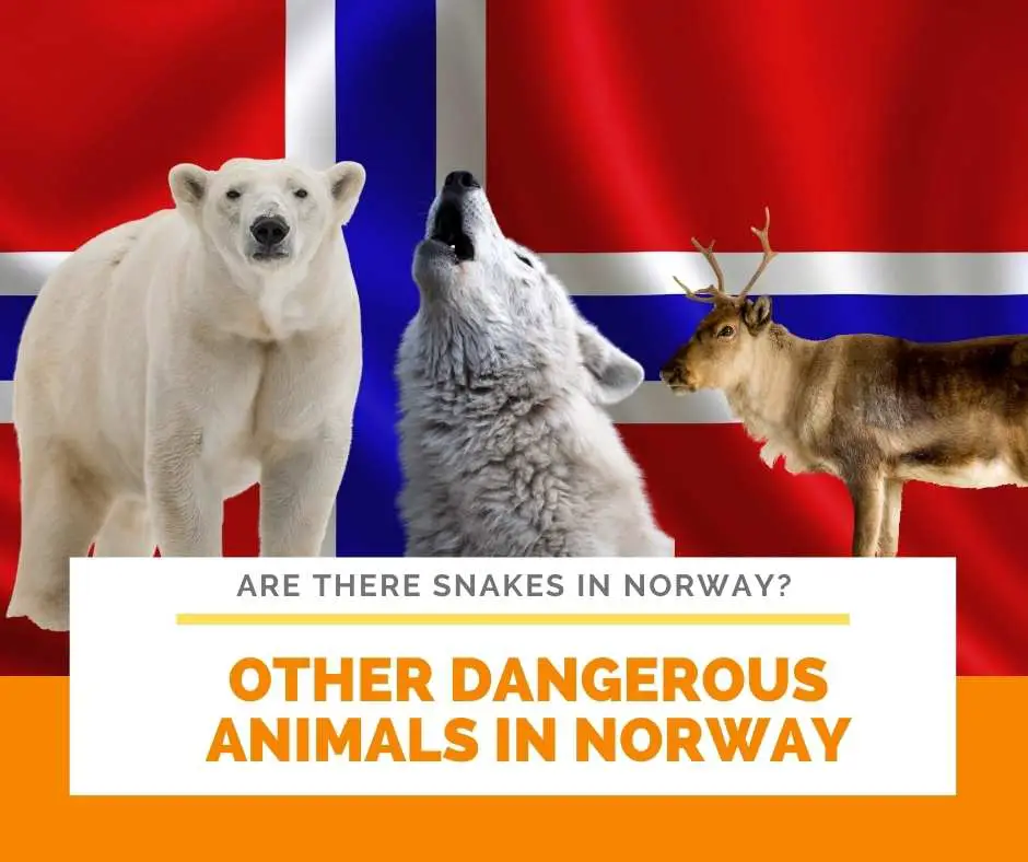 Other Dangerous Animals In Norway