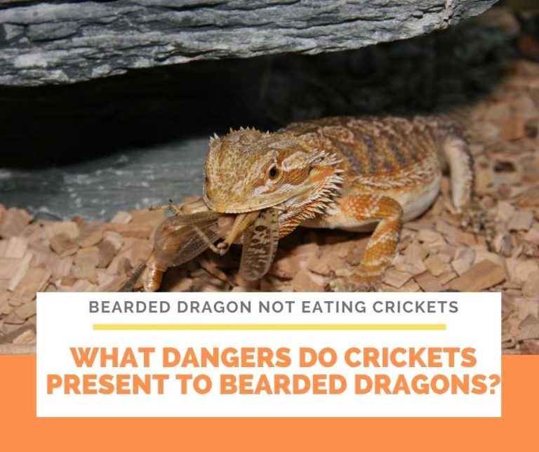 Why Is Bearded Dragon Not Eating Crickets?