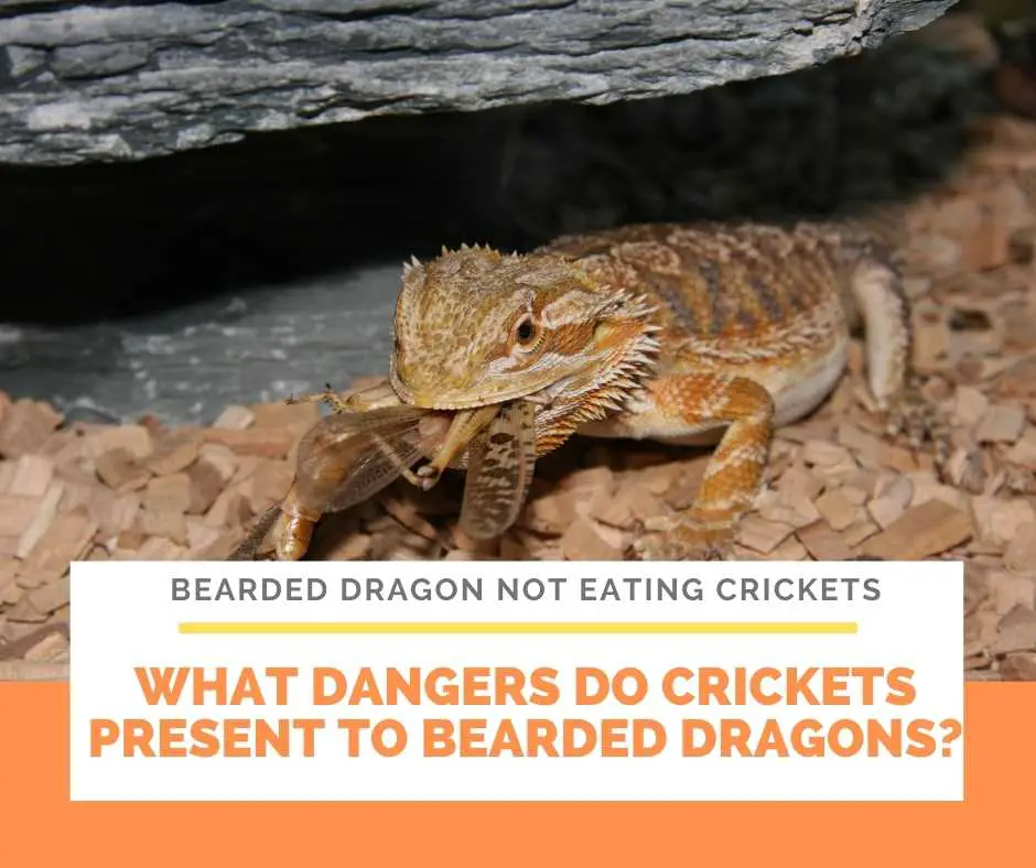 What Dangers Do Crickets Present To Bearded Dragons?