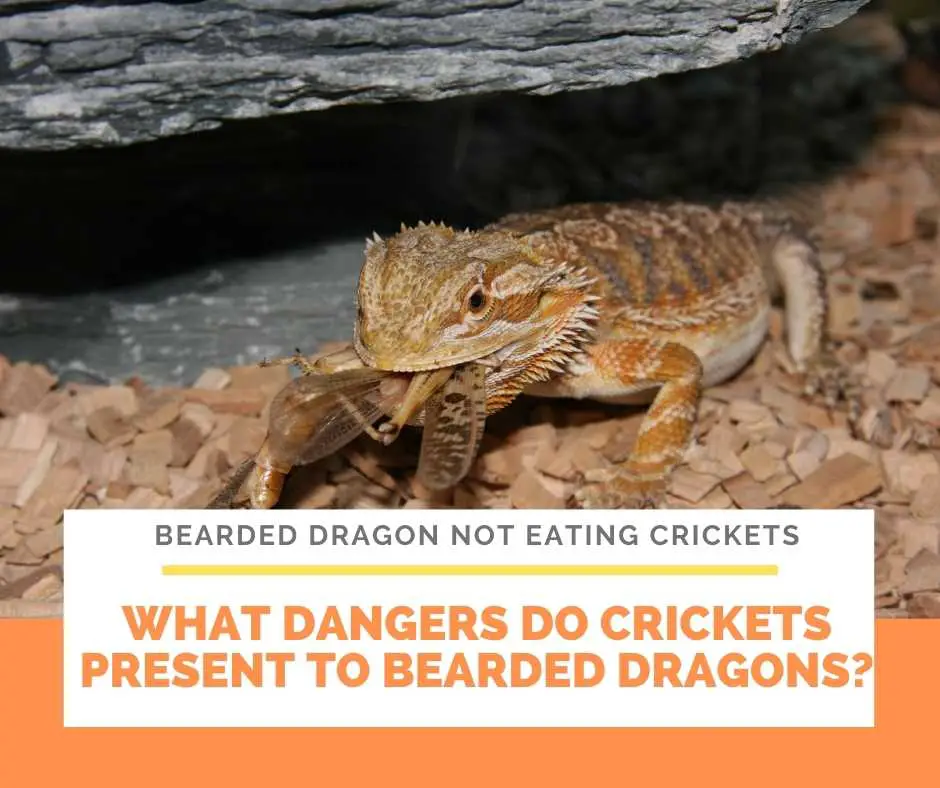 Why Is Bearded Dragon Not Eating Crickets?