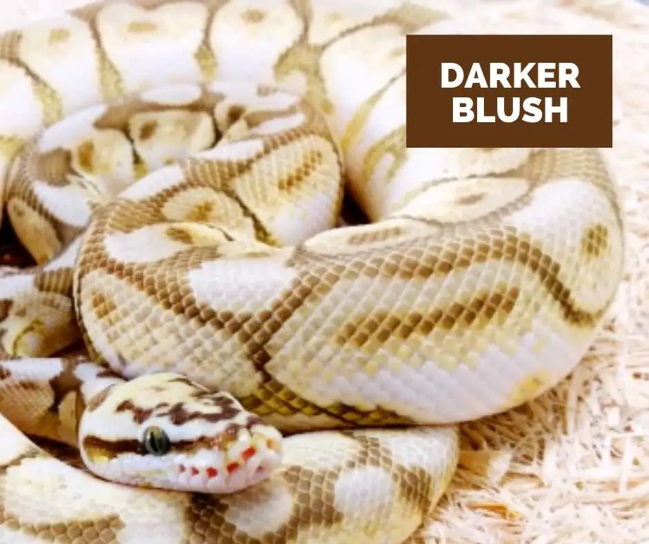 Ball Python Queen Bee Blushing