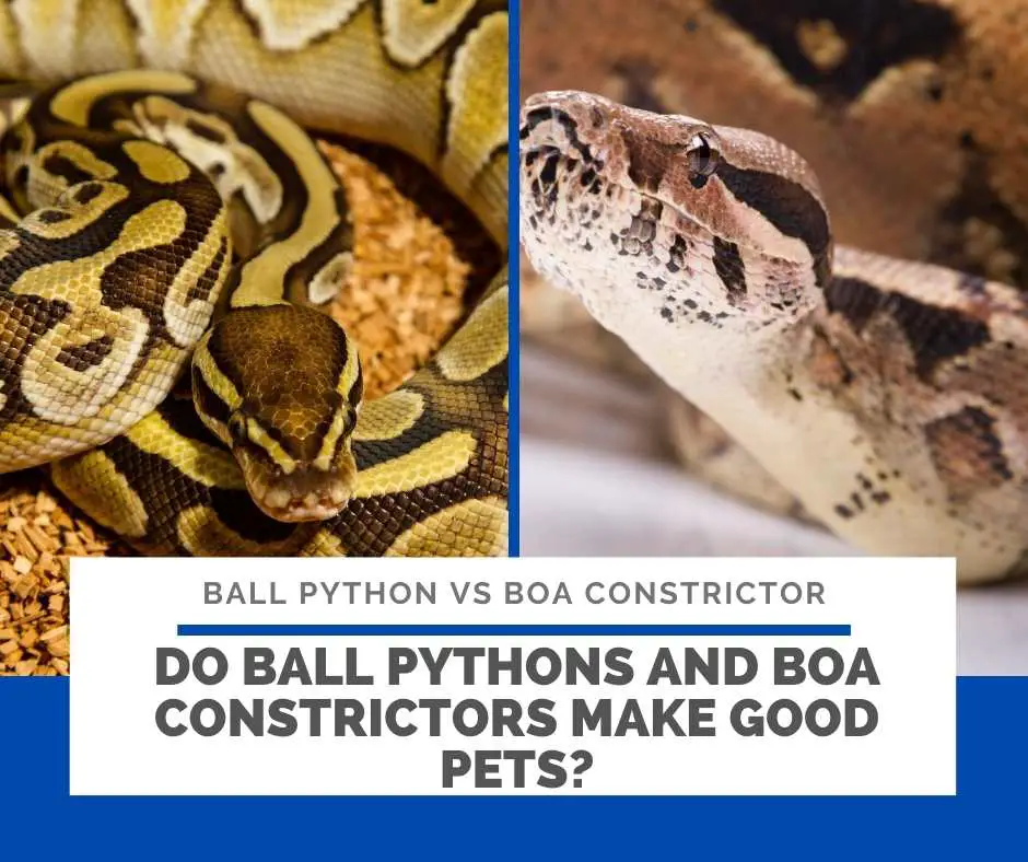 Do Ball Pythons And Boa Constrictors Make Good Pets?
