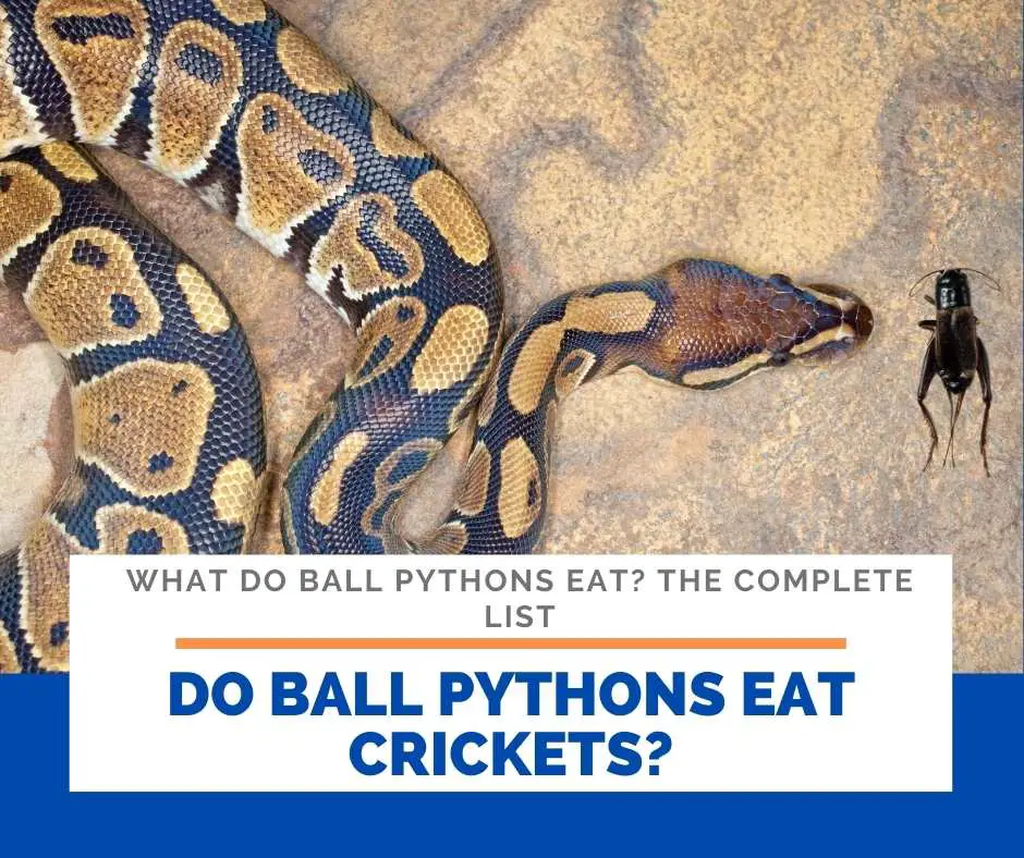 Do Ball Pythons Eat Crickets? 