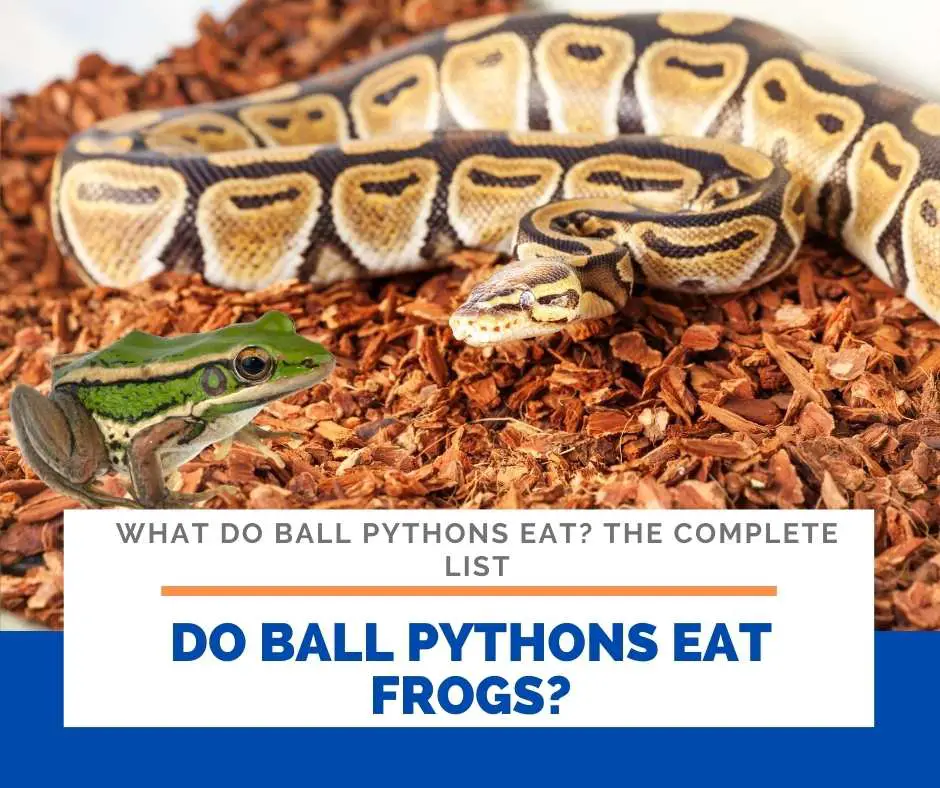 Do Ball Pythons Eat Frogs?