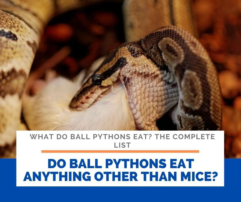 Do Ball Pythons Eat Anything Other Than Mice?