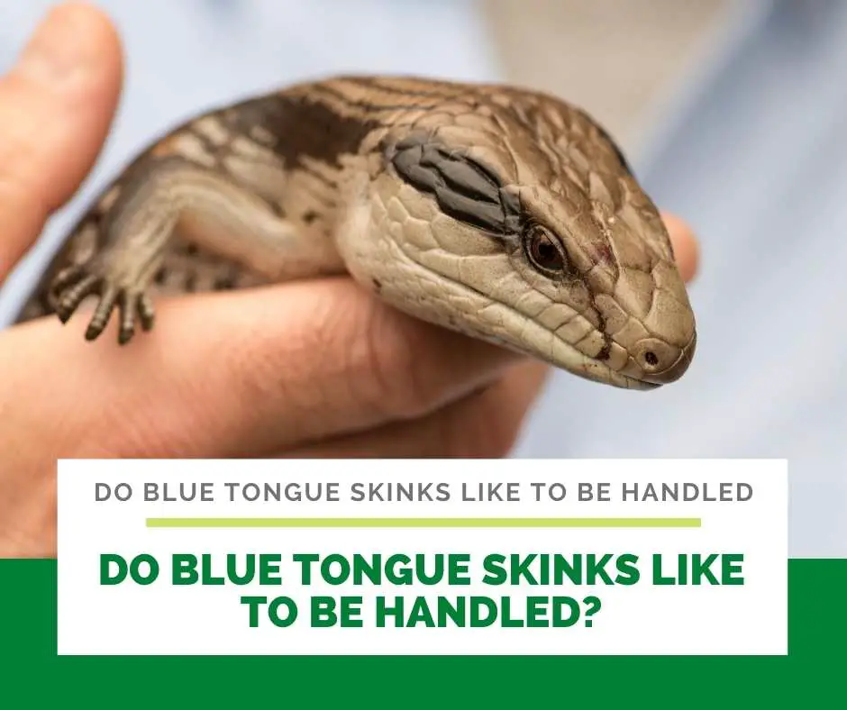 Do Blue Tongue Skinks Like To Be Handled?