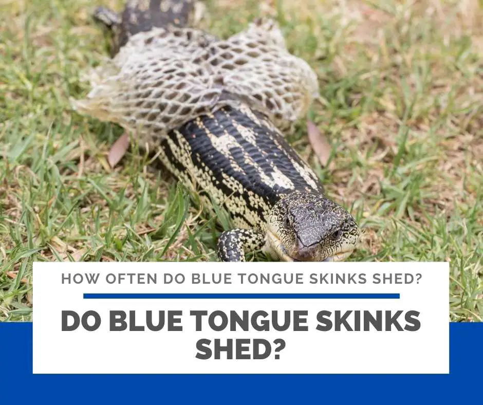 Do Blue Tongue Skinks Shed?