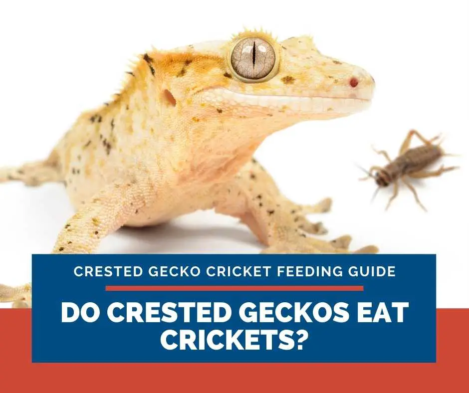 Do Crested Geckos Eat Crickets?