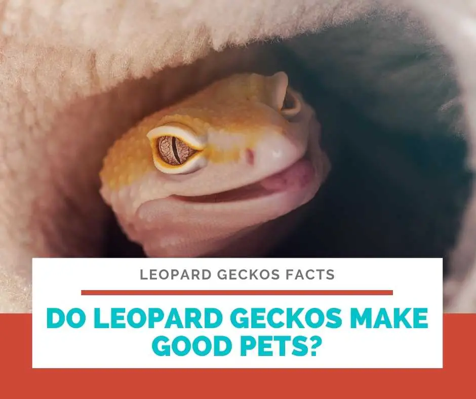 Do Leopard Geckos Make Good Pets?