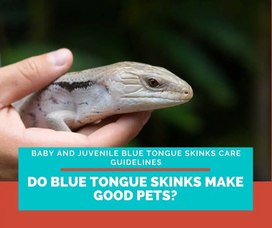 Do Blue Tongue Skinks Make Good Pets?