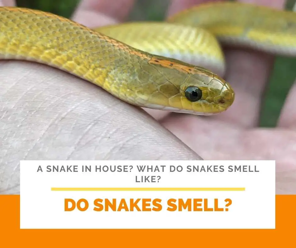 Do Snakes Smell?