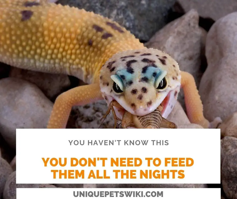Do You Need To Feed Your Leopard Geckos At Night Time?