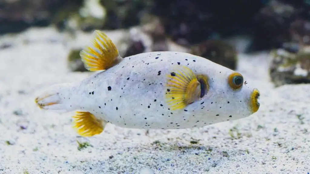 Dog Face Puffer Fish