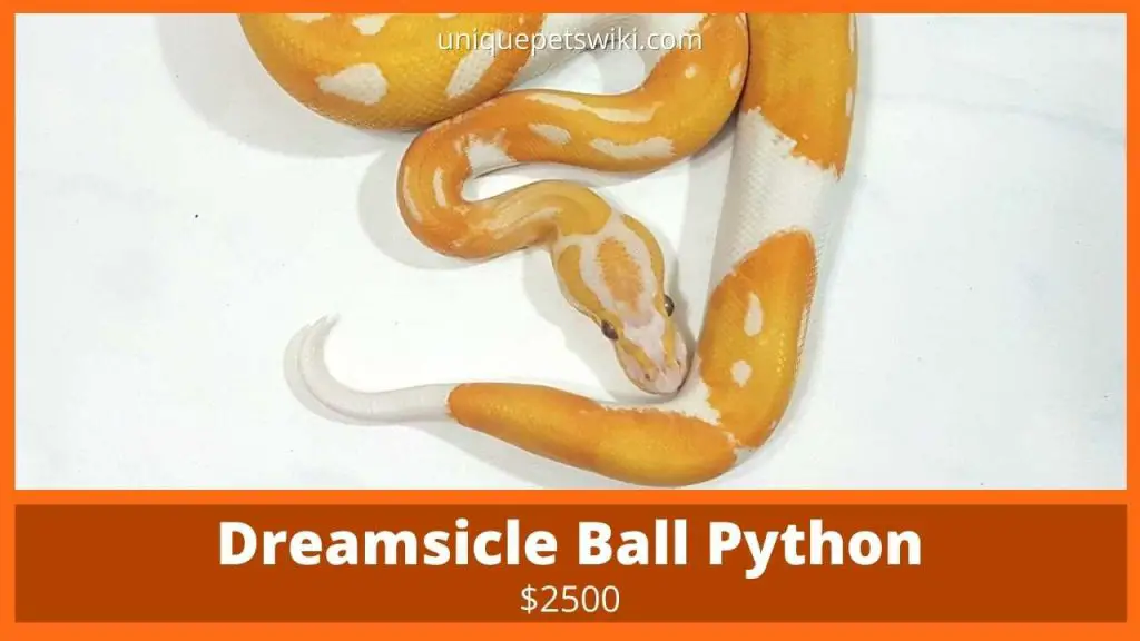 Dreamsicle Ball Python 