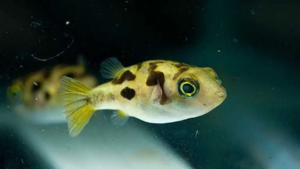 Dwarf Puffer Fish