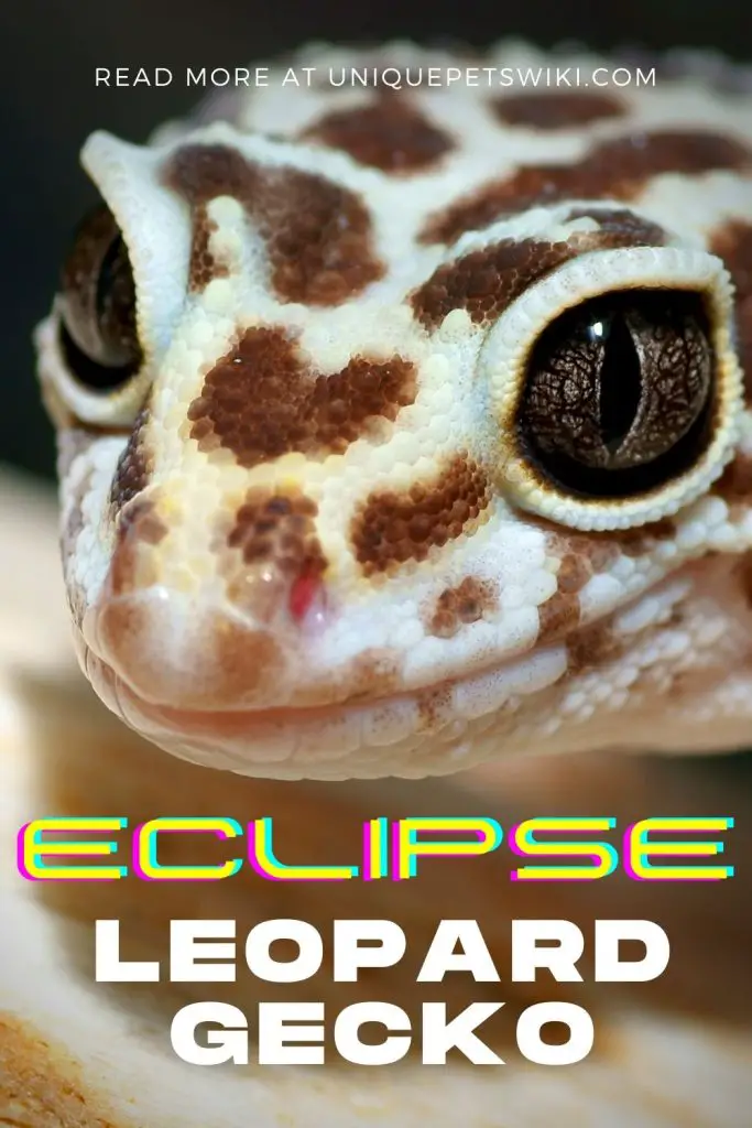 Eclipse Leopard Gecko Pinterest Pin