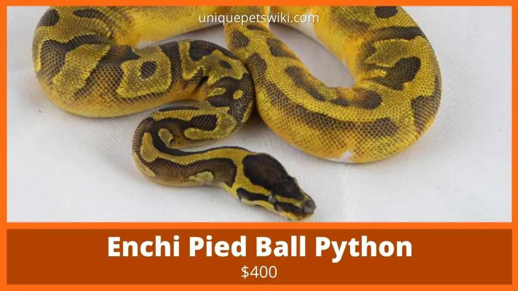 Enchi Pied Ball Python
