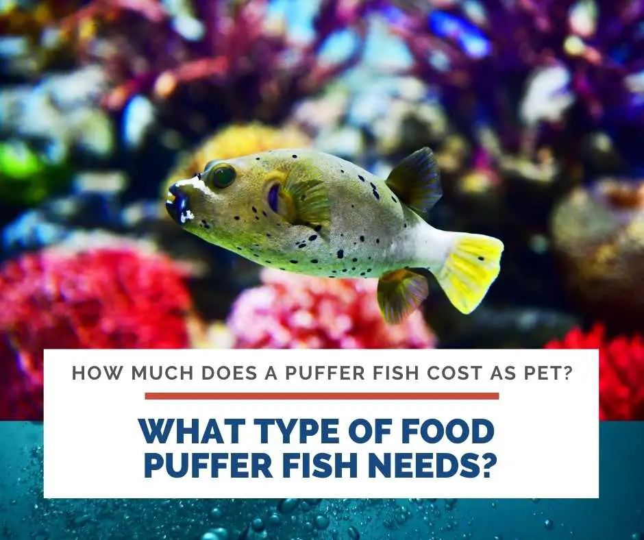 What Type Of Food Puffer Fish Needs?