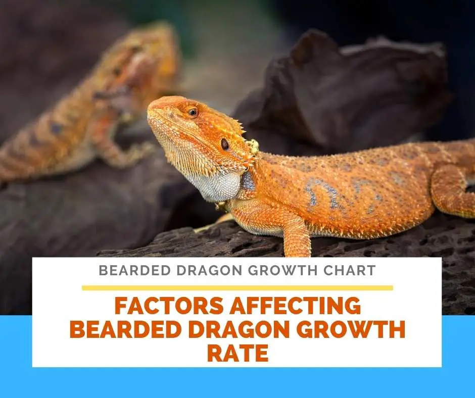 Factors Affecting Bearded Dragon Growth Rate