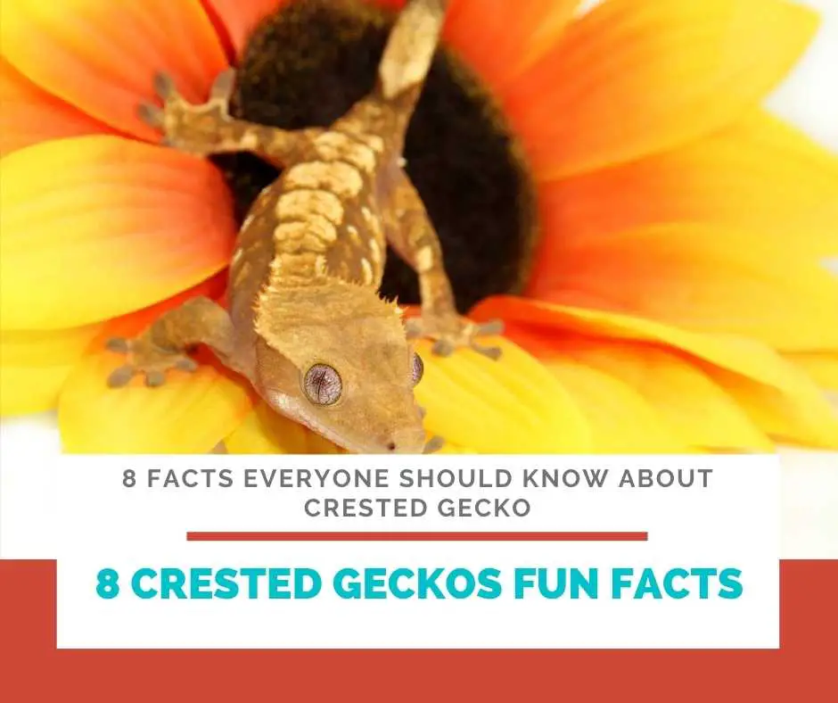 8 Crested Geckos Fun Facts