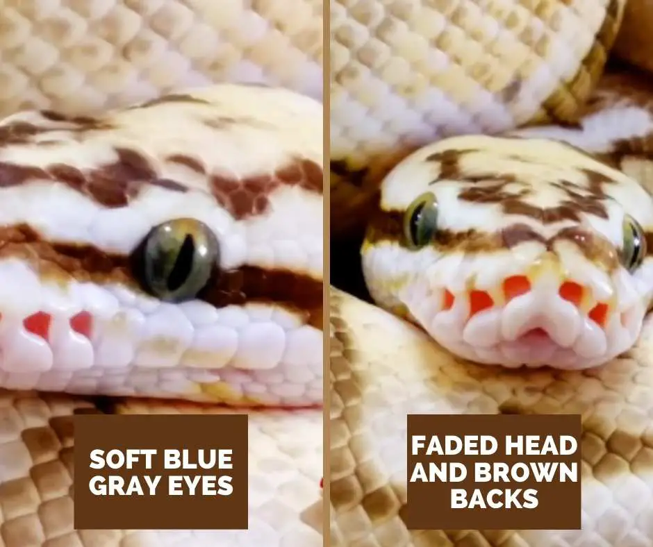 Ball Python Queen Bee Color Of Eyes And Head