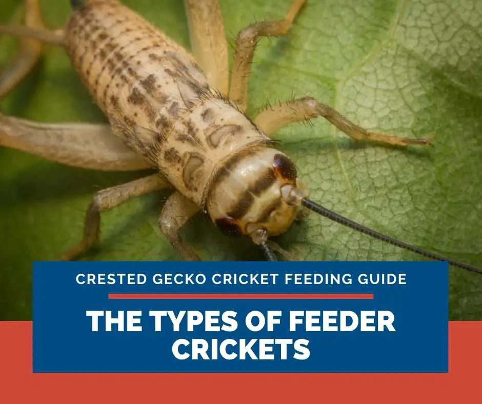 The Types Of Feeder Crickets