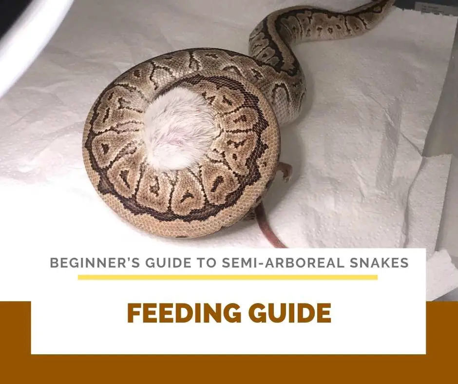 Semi-Arboreal Snakes Feeding Guide