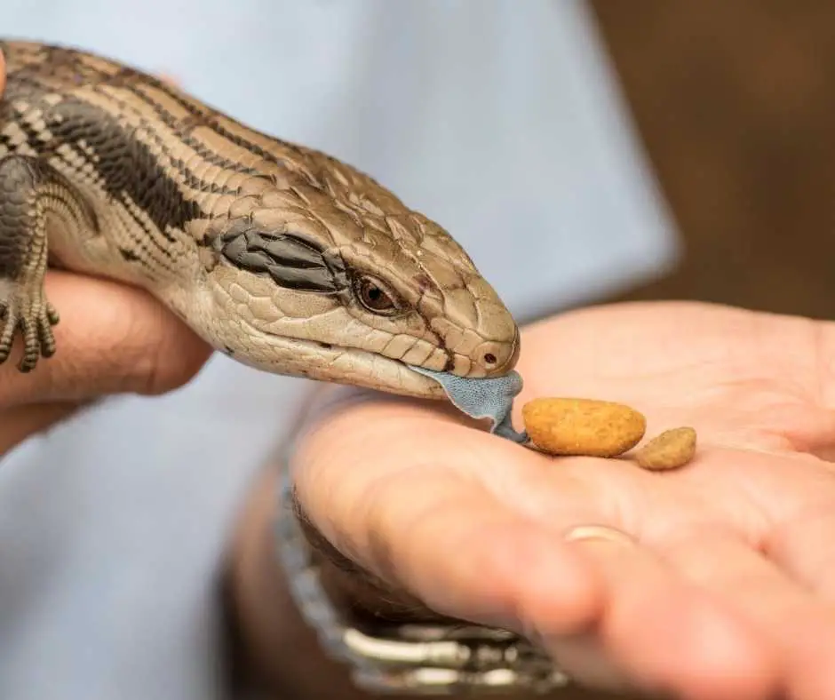What Should You Feed Your Baby Blue Tongue Skinks?