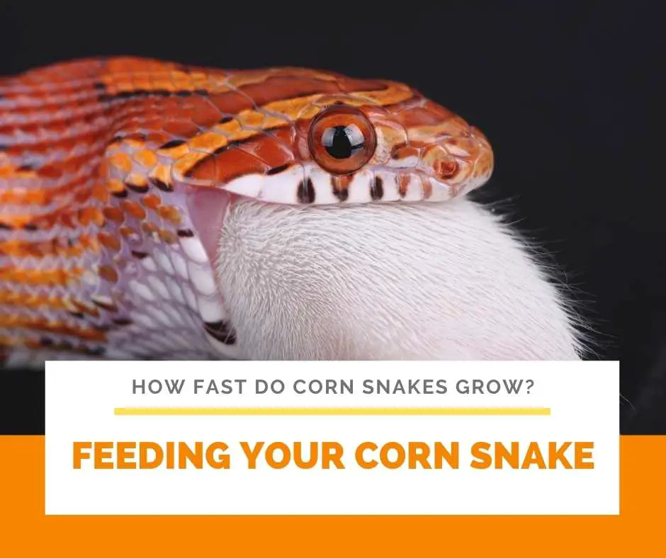 Feeding Your Corn Snake