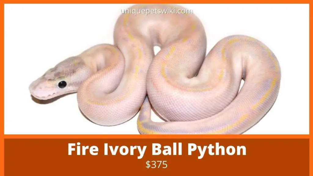 Fire Ivory Ball Python