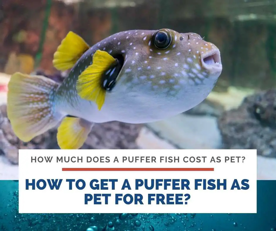 How To Get A Puffer fish As Pet For Free?