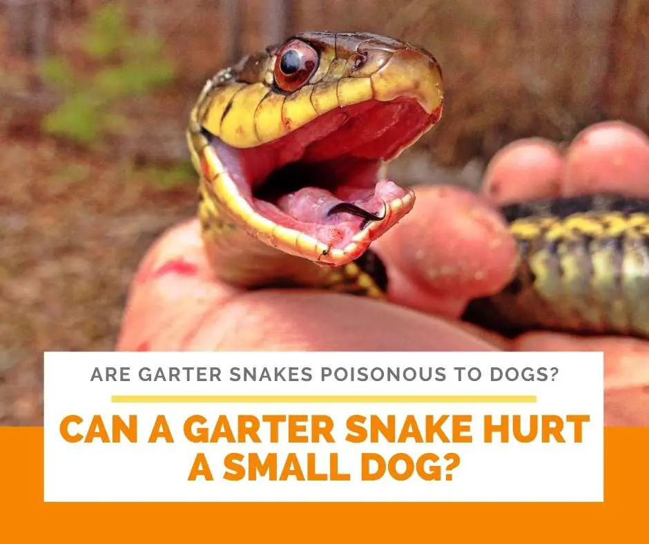 Can A Garter Snake Hurt A Small Dog?