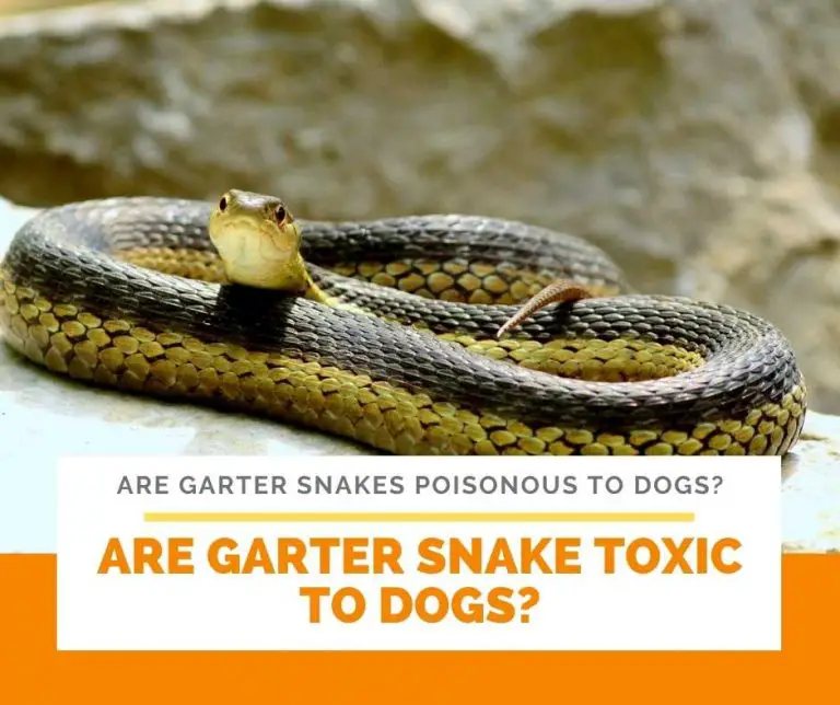 Are Garter Snakes Poisonous To Dogs?