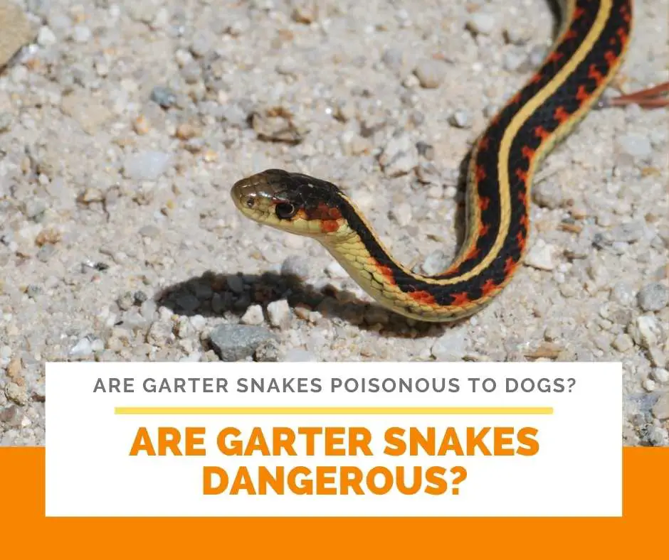 Are Garter Snakes Dangerous?