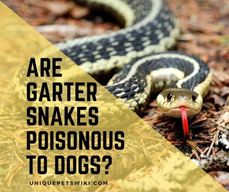 Are garter snakes poisonous to dogs?