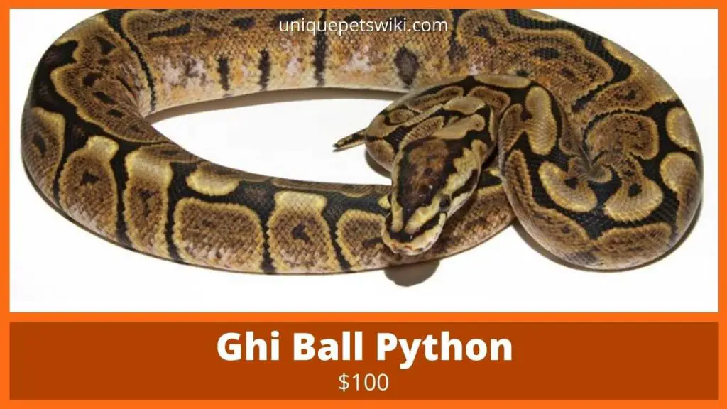 Ghi Ball Python