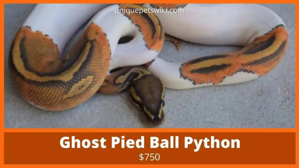 Ghost Pied Ball Python