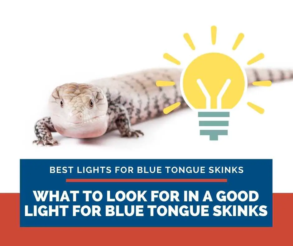 What To Look For In A Good Light For Blue Tongue Skinks